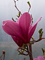 Magnolia Ann IMG_5285 Magnolia